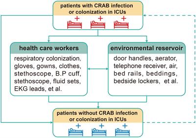 Carbapenem-resistant Acinetobacter baumannii: A challenge in the intensive care unit